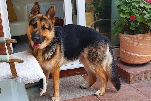 Rescue dogs in Northants