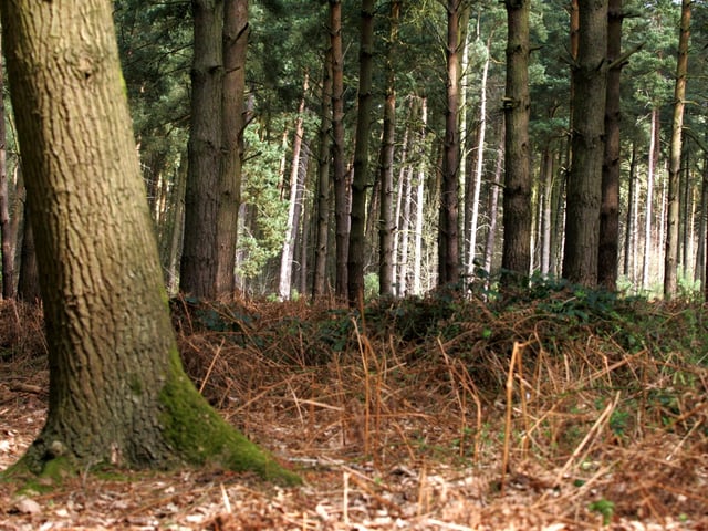 Harlestone Firs in Northampton has a number of routes you can take
