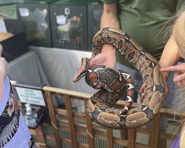 Bernie the red tailed boa constrictor in Wellingborough town centre