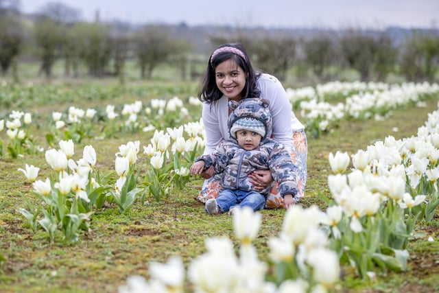 Overstone Grange Farm launched their annual pick-your-own Tulip festival on Sunday, April 15.