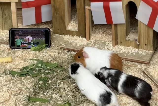 Wicksteed Park Guinea pigs enjoy the football/Wicksteed Park