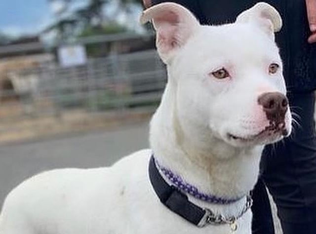 Marty is a super happy, playful four year old Staffie cross lad. He has had a rough start in life and is nervous of new people but once he trusts you he is your best friend. He is dog friendly but needs an active home that will not leave him for long hours. A home with older children would be best because he is so boisterous.