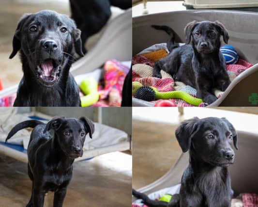 These four puppies are looking for their forever home, as well as five other dogs...
