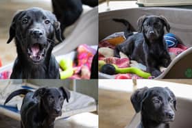 These four puppies are looking for their forever home, as well as five other dogs...