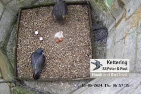 Kettering peregrine falcons with their first hatchling/Hawk and Owl Trust