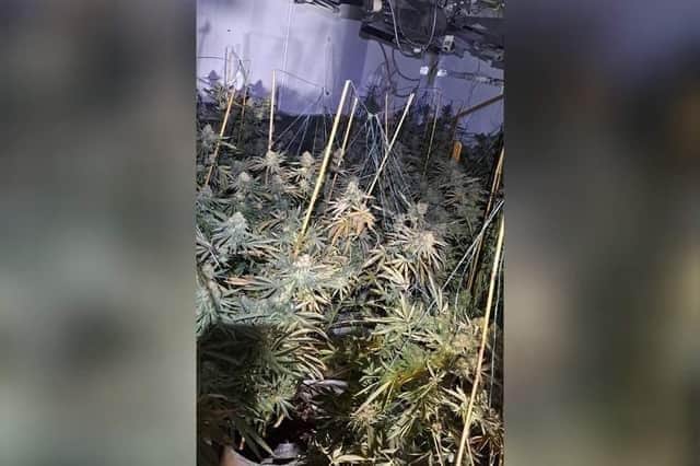 Police found this cannabis factory in Gold Street. Credit: Kettering Police Team