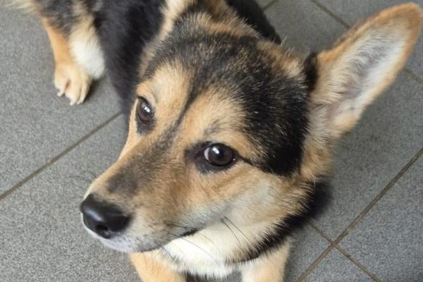 Yuki is a lovely lad who, sadly, seems to have missed out on being taught basic commands and house-training. He is looking for a home with an established dog who will teach him and help him gain the confidence he is currently lacking. He would be fine living with teenagers but not with younger children. His new family will need to be calm and patient, committed to ongoing training.