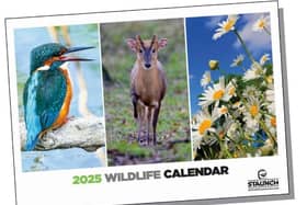 Wildlife calendar/ STAUNCH