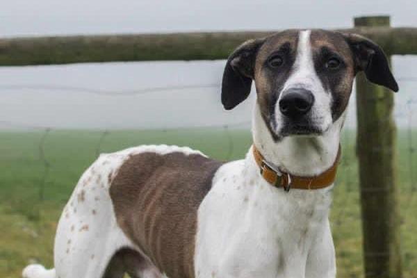 Rhubarb joined us from a council pound. He is a lovely big Lurcher boy who does have a hound look about him. He is good with other dogs but could not live with cats or small furries