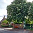 An application has been submitted to fell the horse chestnut tree fronting onto the High Street in Earls Barton to repair the wall in front of it