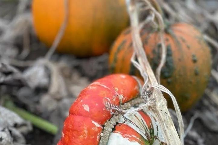 The Kislingbury pick your own pumpkin patch will open from Saturday October 7. It will then be open every weekend in October and then from October 21 to October 29, to cover half term.
The farm's owner says they have the "wackiest" pumpkins and a huge variety this year.
There will also be refreshments and other activities to keep kids entertained.
Tickets can be bought on the farm's website.