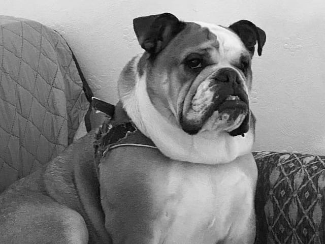 "National Pet Day, you say? Does this mean I get sausages?"