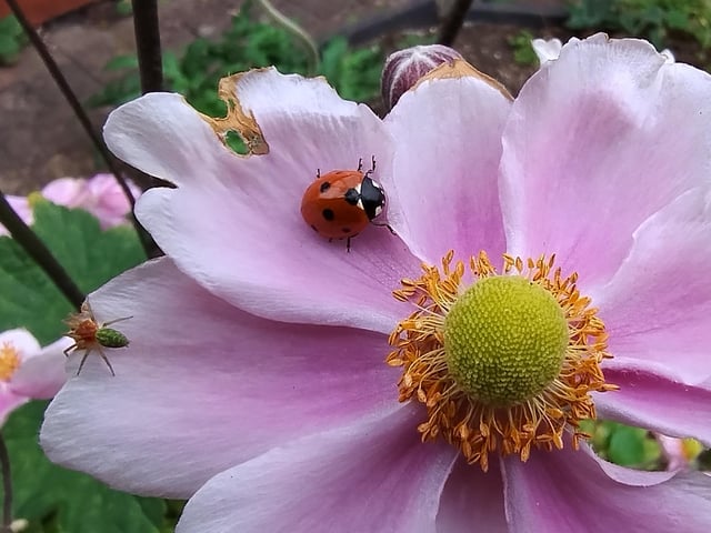 Insects enjoying an anemone. Picture by Mervyn Wood