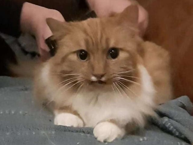 Introducing the beautiful ginger and white Mr Jingles who is estimated to be around five-years-old. Mr Jingles was sadly abandoned and is looking for a quiet home, where he can gain confidence and trust in his own time. An adult home without too many visitors would suit him best. Mr Jingles is neutered, vaccinated, microchipped, flead, wormed and he's had a dental