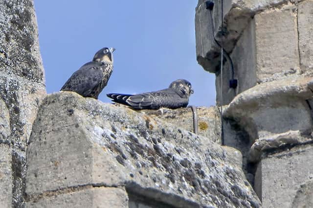 Two Peregrine Falcon chicks have been seen on the church parapets