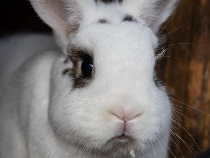 Animals In Need currently has more than 30 bunnies needing homes