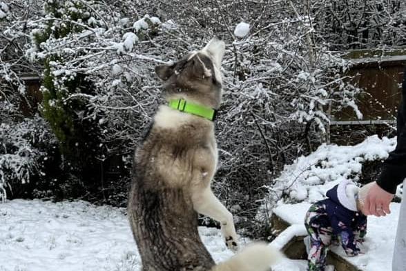 Perfect weather for huskies!