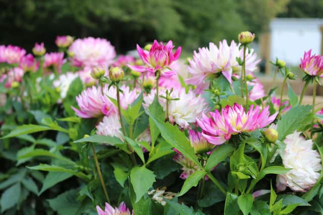 Some of the planting.