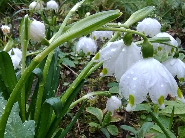 Snowdrops, taken by Mervyn Wood
