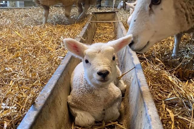 Lambing at Chester House Estate