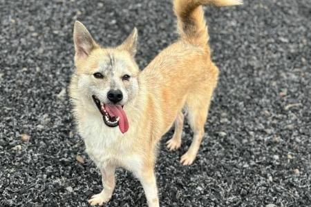 Polly is a three year old Pomsky. She has an amazing temperament, all she wants to do is please.