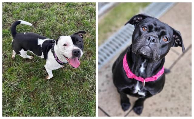 Here are six rescue dogs looking for a forever home this week in Northants