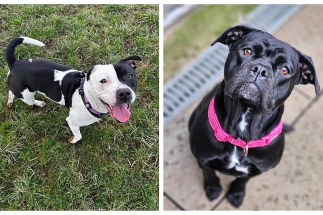 Here are six rescue dogs looking for a forever home this week in Northants