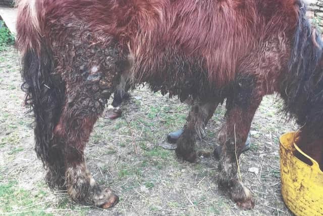The horses were found in a poor bodily condition