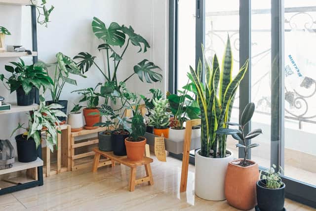 Here are the best ways to look after plant during the winter (photo: Pixabay)