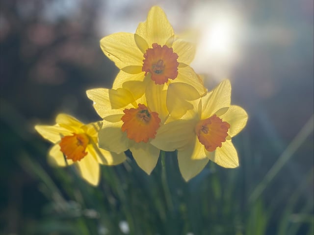 Bright and beautiful daffodils, sent in by Robert Croker