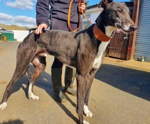 Annie said: "We cannot believe this lovely kind lad has not had a home offer, heās the most gentle sweetest soul, wonderful with other dogs and kennel shares.
He is a retired racing greyhound and would love a home to call his own with a loving family."