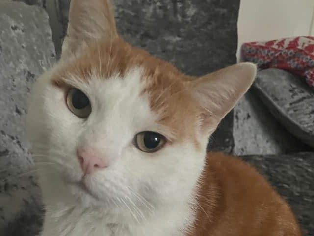 "My furbaby Milo"