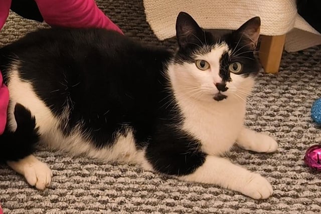 Introducing the beautiful one-year-old Taco. Taco is a little timid so she is looking for a quiet home. Taco is spayed, vaccinated, microchipped, flead and wormed