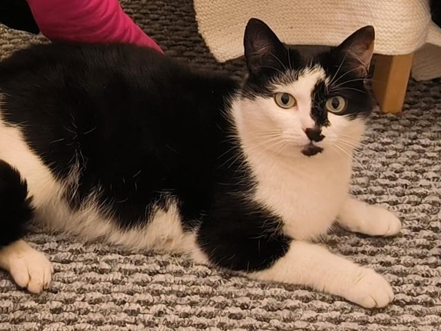 Introducing the beautiful one-year-old Taco. Taco is a little timid so she is looking for a quiet home. Taco is spayed, vaccinated, microchipped, flead and wormed