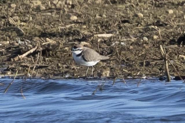 Matt Hazleton took this picture of the Kentish plover at Summer Leys last week