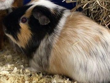 This handsome boy is looking for a five-star home where he will have access to a nice piece of lawn for the summer days, and spacious indoor accommodation all year round, with a female companion or two.