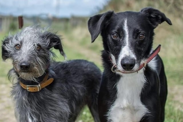 Annie said: "Baz is a sweet natured five year old Bedlington terrier cross. He would like a home with his best friend Sprocket, a four year old collie cross!
They need an active home with a very secure garden and a family willing to provide plenty of physical and mental stimulation."