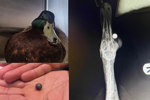 The duck had a pellet lodged in its face
