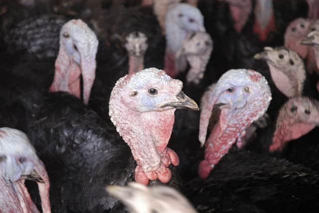 Turkeys