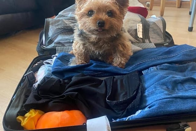 Fifi said: "I think you forgot to pack me in your suitcase, no way are you going on holiday without me."