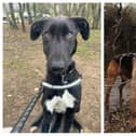 Take a look at these abandoned but adorable dogs looking for a home this week in Northants