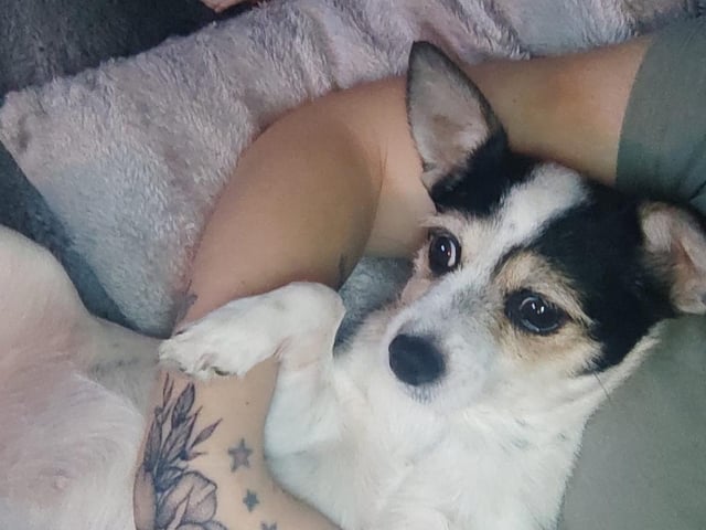 "My pippin cuddled up watching TV"