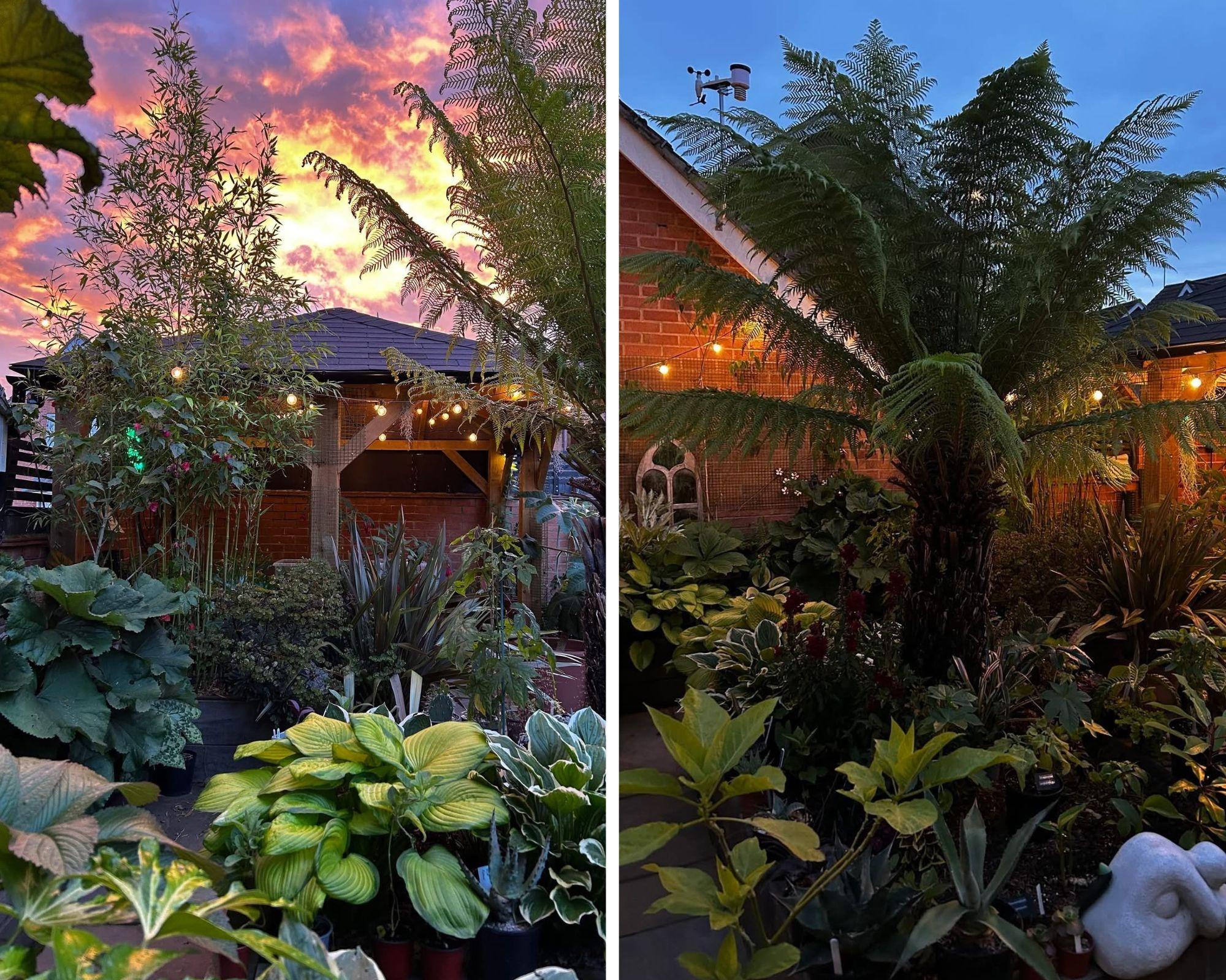 Corby couple open up their 'jungle' garden with rare and exotic plants as part of National Garden Scheme