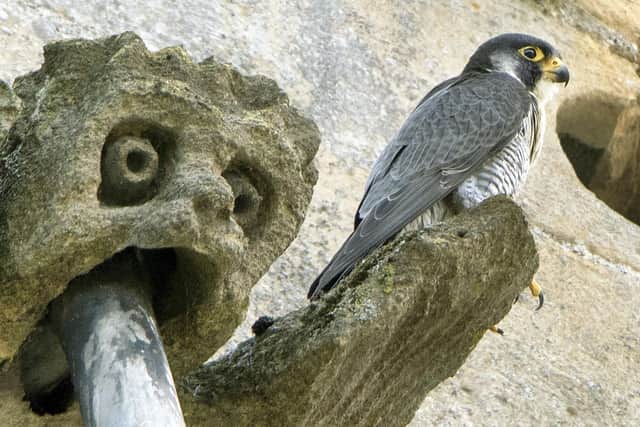 The Peregrine Falcon parents have been feeding the chick regularly