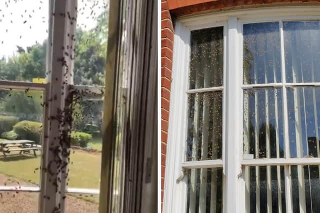 Bees swarmed into Northamptonshire Police HQ — causing the cancellation of a social media event and sparking an outbreak of pun-ditry