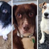 Goosey, Mocha and Taffy are three of the dogs taken in by Animals In Need last week