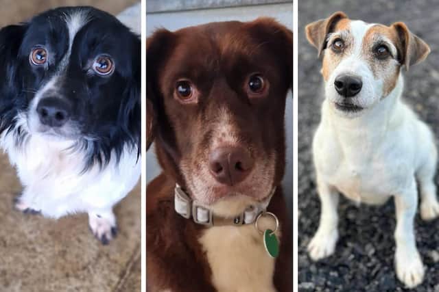 Goosey, Mocha and Taffy are three of the dogs taken in by Animals In Need last week
