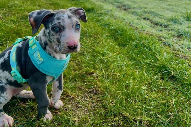 Here's Koa as a pup back in Feb 2023.