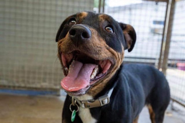 Zola is a stunning athletic 18-month-old rottie/Staffie mix. She is very affectionate and would love an active home. She is reactive to other animals and training sessions would be beneficial