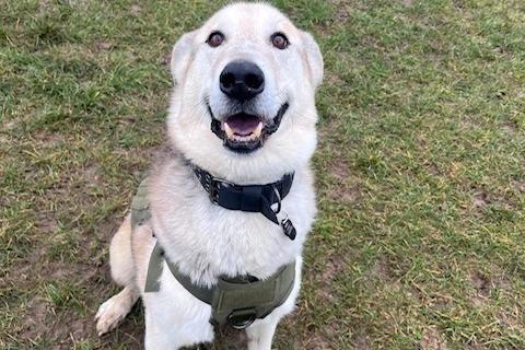 Piper is a large, calm, and gentle nine-year-old Husky cross boy. He is house trained, knows basic commands, travels well, has a good recall, and takes everything in his stride! Piper was rehomed by us many years ago but sadly had to come back due to a marriage breakdown.
